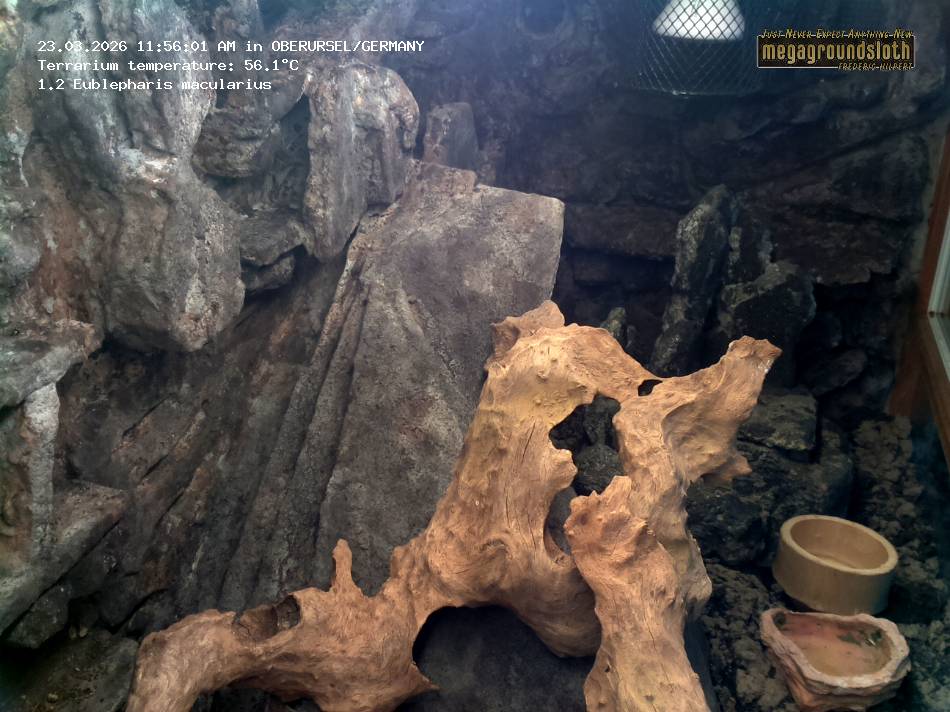 Leopard Gecko Almost Live Cam