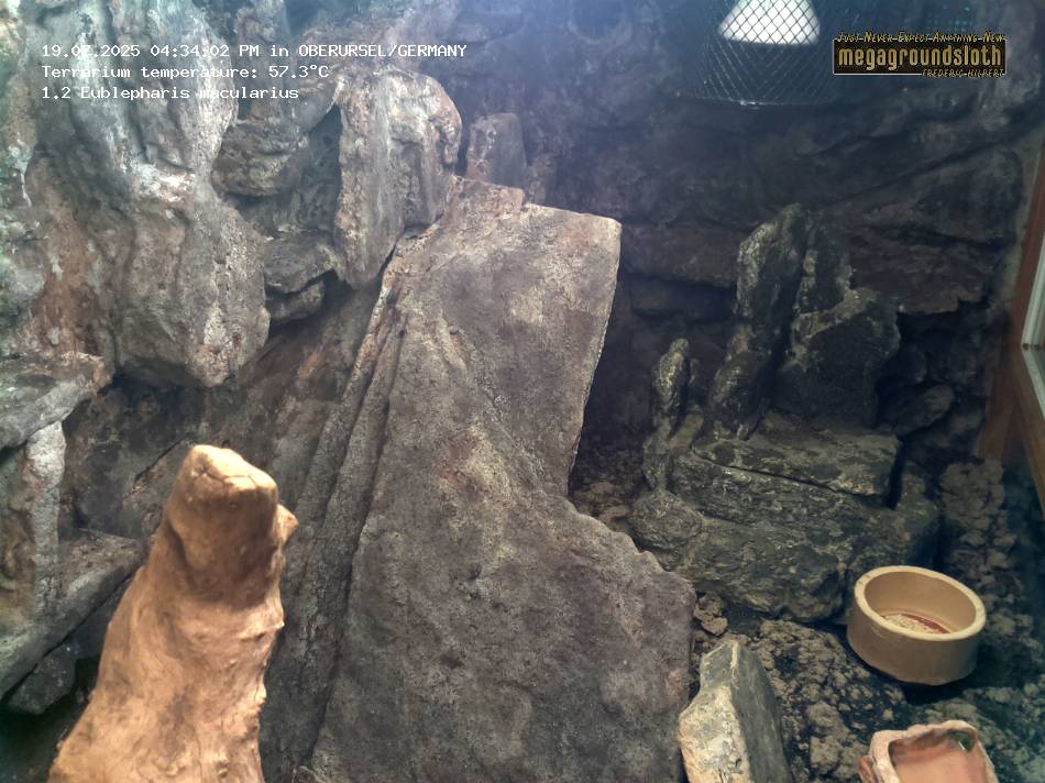 Leopard Gecko Almost Live Cam