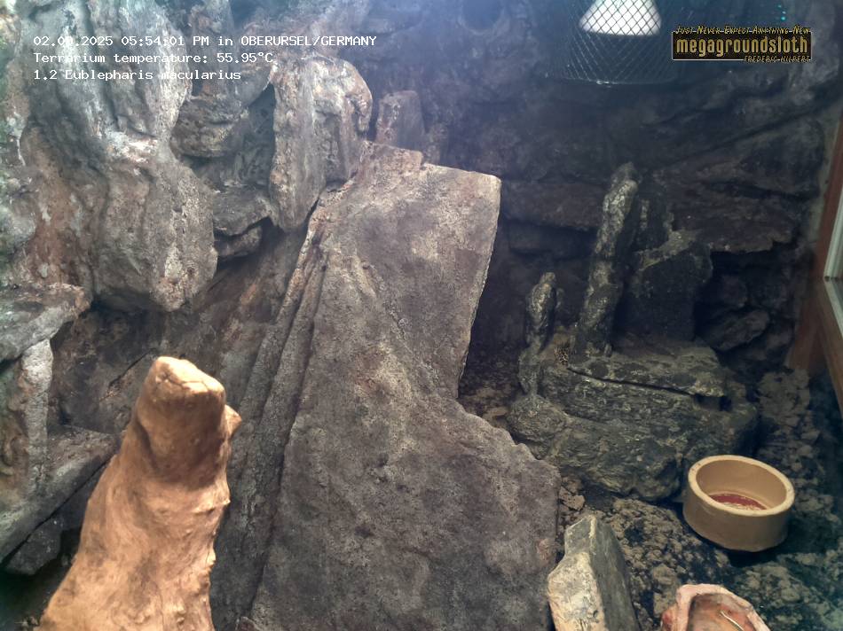 Leopard Gecko Almost Live Cam
