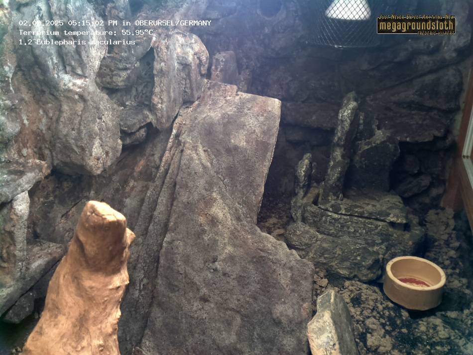 Leopard Gecko Almost Live Cam