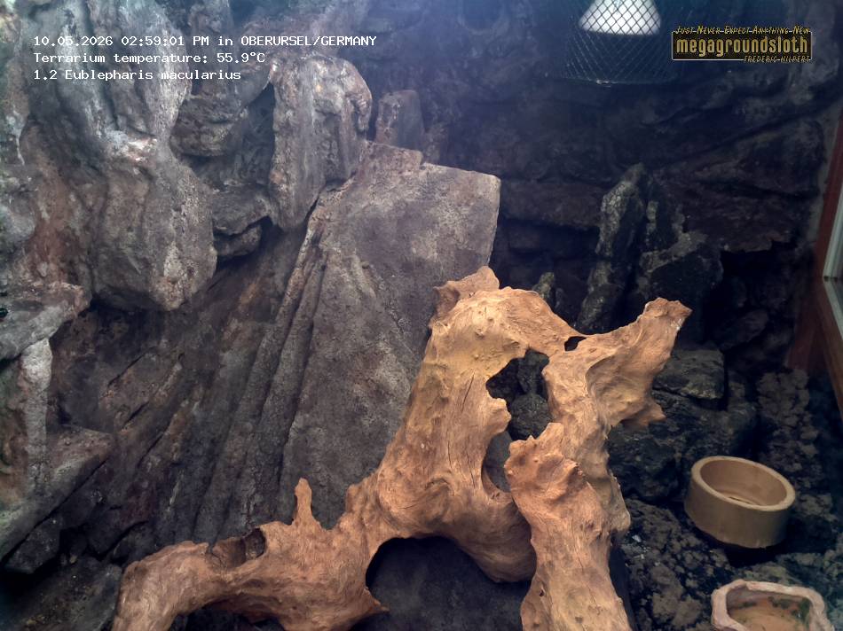Leopard Gecko Almost Live Cam