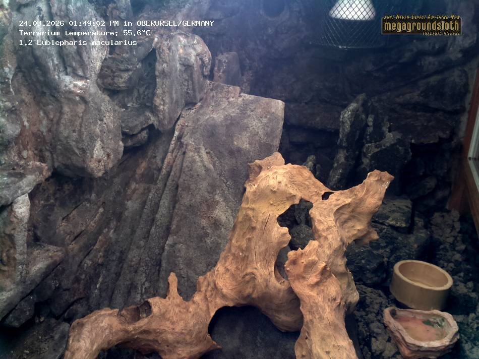 Leopard Gecko Almost Live Cam