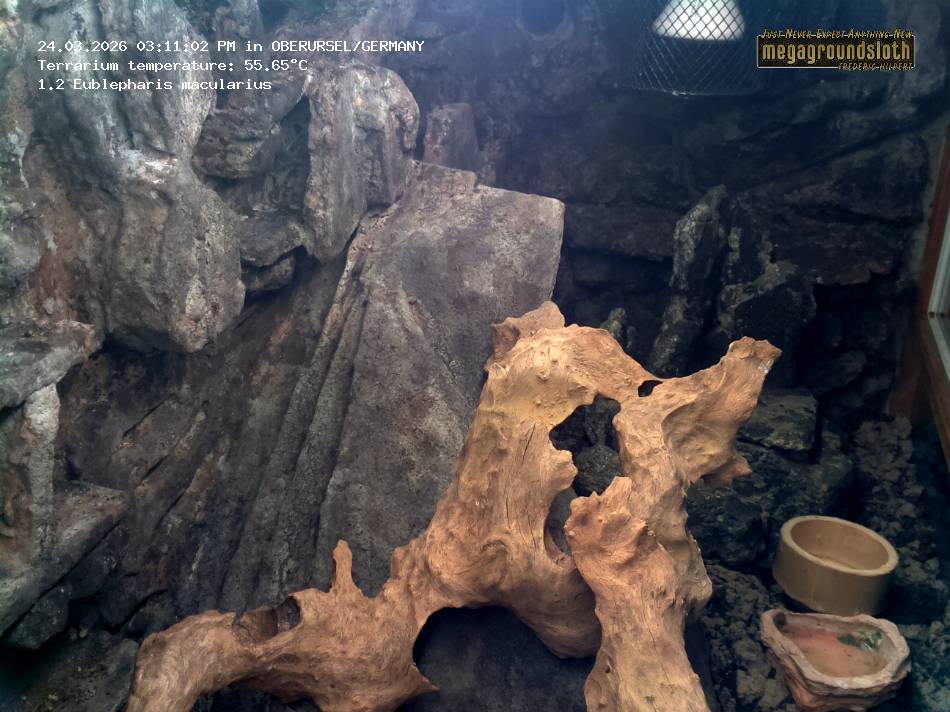 Leopard Gecko Almost Live Cam